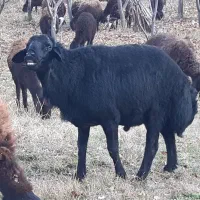 قوچ قره قزل دو دندان|حیوانات مزرعه|زنجان, |دیوار