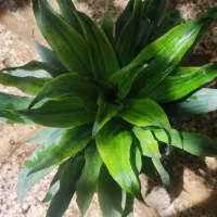 بامبو .گل و گیاه طبیعی|گل و گیاه طبیعی|ورامین, ورامین|دیوار