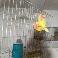 طوطی برزیلی|پرنده|سنگر, |دیوار