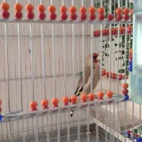 قفس غلامی مهره دار متوسط