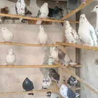 کفتر خوب همه ب شرط میدم تکی نداریم