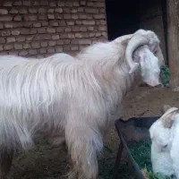 دام (بز و دبر )|حیوانات مزرعه|مزایجان, |دیوار