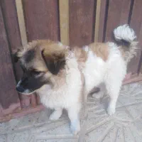 دوتا سگ خوب حرف گوش کن هستن