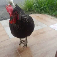 مرغ ابریشمی ومحلی|حیوانات مزرعه|رودسر, |دیوار