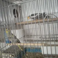 عروس هلندی نر و ماده