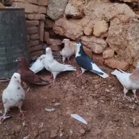 کبوتر رنگی|پرنده|یزد, |دیوار