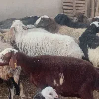 ۱۵راس میش شال وافشار دوقلو زا