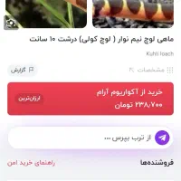 لوچ نواری|ماهی|کرمانشاه, |دیوار