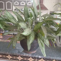 رو بالشتی وگل طبیعی|سرویس روتختی|یاسوج, |دیوار