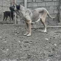 دوتا عراقی