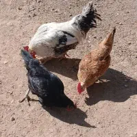 مرغ تخم گذار و خروس