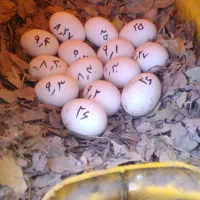 ۱۴عدد تخم مرغ نطفه دار گلین و ۴تا طاقچه