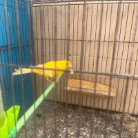 قناری نر کشیده شور