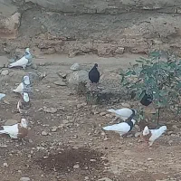 پرنده|پرنده|لالی, |دیوار