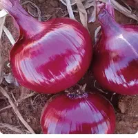 فروش انواع بذر پیاز درجه یک|خدمات باغبانی و درختکاری|کازرون, |دیوار