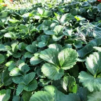 نشاتوت فرنگی|خدمات باغبانی و درختکاری|نورآباد ممسنی, |دیوار