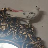 کبوتر آس