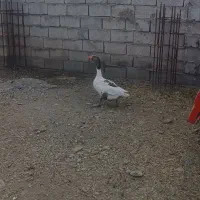 غاز فروشی دوتا ماده جنس دار|حیوانات مزرعه|خنداب, |دیوار