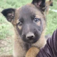 سگ مالینویز