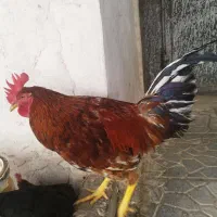 خروس جوان