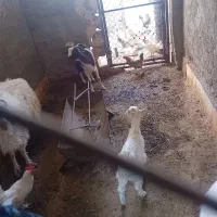 بز با کره وچپش