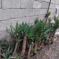 فروش یوکا بنسای شده