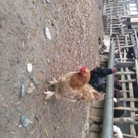 مرغ لاری با مرغ پاپر|حیوانات مزرعه|گمیشان, |دیوار