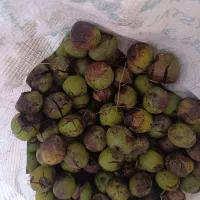 گردو