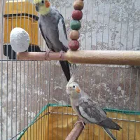 یک جفت عروس هلندی مولد