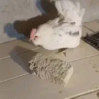جوجه گلین