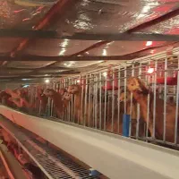 500عدد مرغ ها گل  پایگانی|حیوانات مزرعه|عطاملک, |دیوار