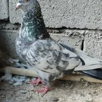 کبوتر پاکستانی