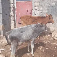 دوعدد گوساله درجه یک خوش خوراک سالم وسرحال