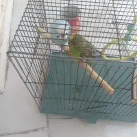 پرنده