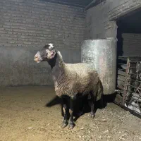 گوسفند کردستانی|حیوانات مزرعه|گرگان, |دیوار