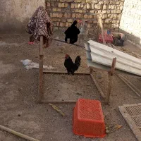 خروس گلین  یک ساله|حیوانات مزرعه|قم, تعویض پلاک|دیوار