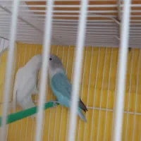 کوتوله برزیلی جفت خوشرنگ|پرنده|مشهد, تلگرد|دیوار