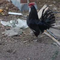 خروس چهل تاج ریشو  طوسی زغالی بدون رنگ|حیوانات مزرعه|تهران, گمرک|دیوار