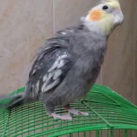 پرنده|پرنده|پاسارگاد, |دیوار