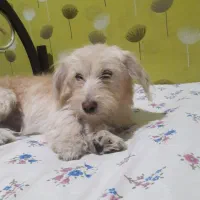 سگ شیتزو تریر|سگ|پاکدشت, پاکدشت (مامازند)|دیوار