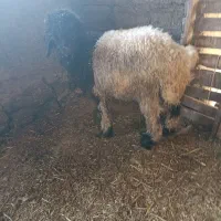 بره تخمی|حیوانات مزرعه|مسجد سلیمان, |دیوار