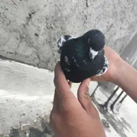 دو عدد کبوتر