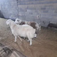 بره قوچ افشار پلنگی بروجردی|حیوانات مزرعه|یزد, |دیوار