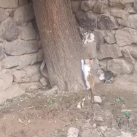 گربه بچه، (فروشی)