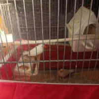 پرنده فنچ مولد