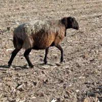 میش بره قوچ گوشت شیشک