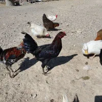 فروش خروس بجه لاری|حیوانات مزرعه|ترکمانچای, |دیوار