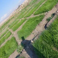 تیم پیاز فروشی|خدمات باغبانی و درختکاری|رامهرمز, |دیوار