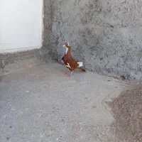 ماده گلی پلنگ
