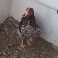 خروس ویاندوت آمریکایی و خروس لاری|حیوانات مزرعه|سبزوار, امیر کبیر|دیوار